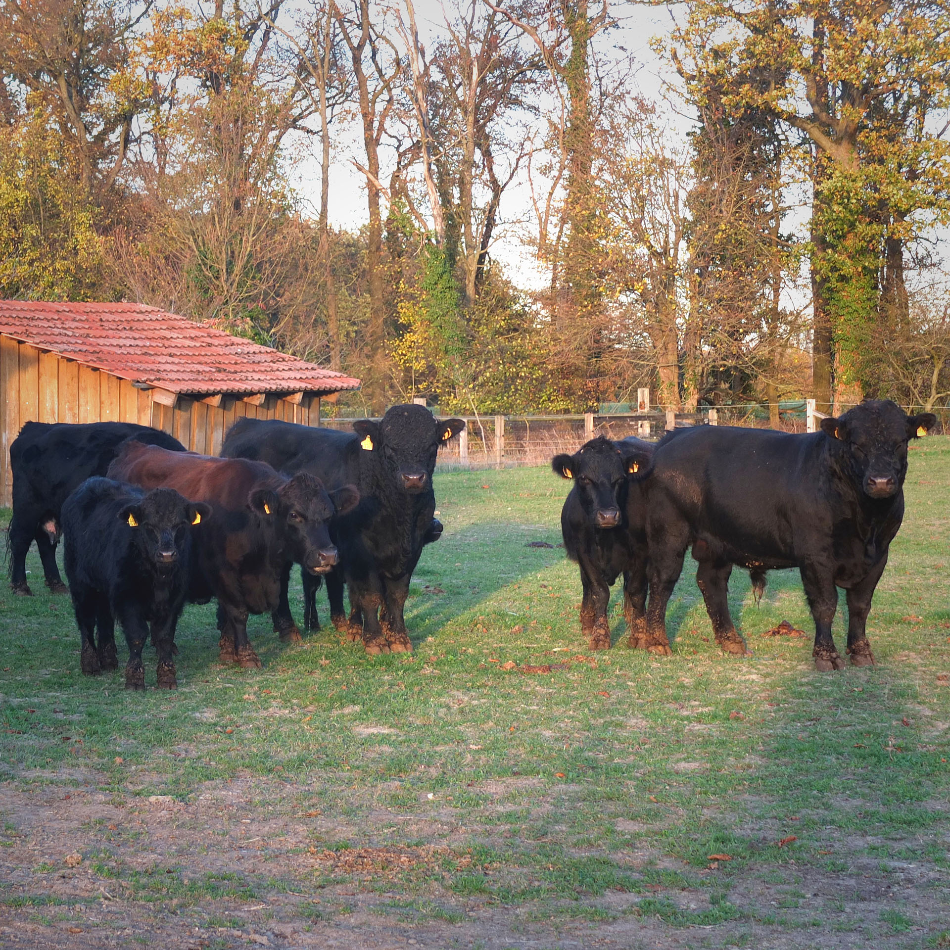 Kühe in Everswinkel, Foto von Nils Mosh