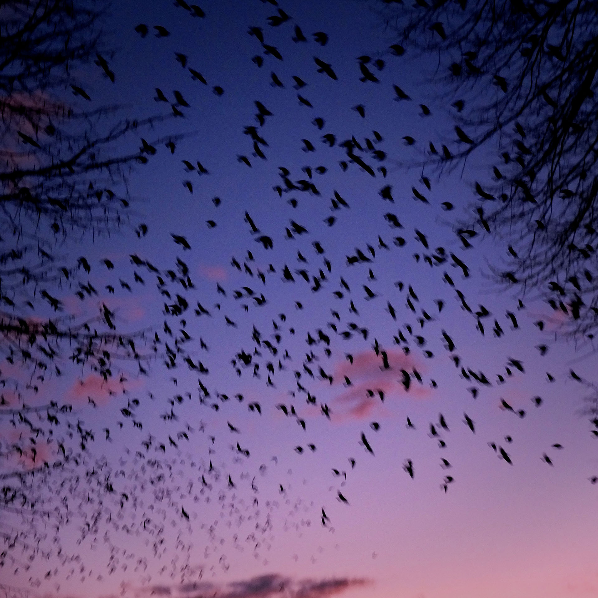 Vögel in Heiden, Foto von Nils Mosh