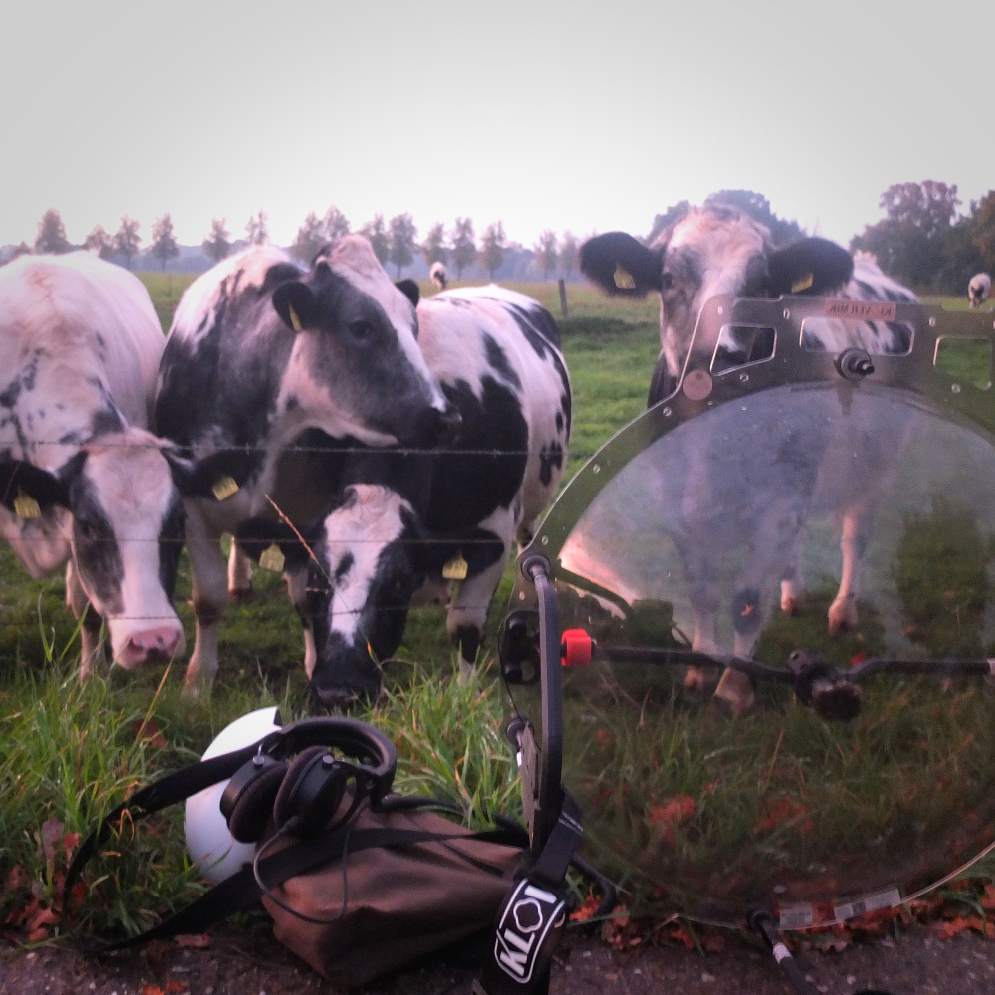 Kühe in Nordwalde, Foto von Nils Mosh